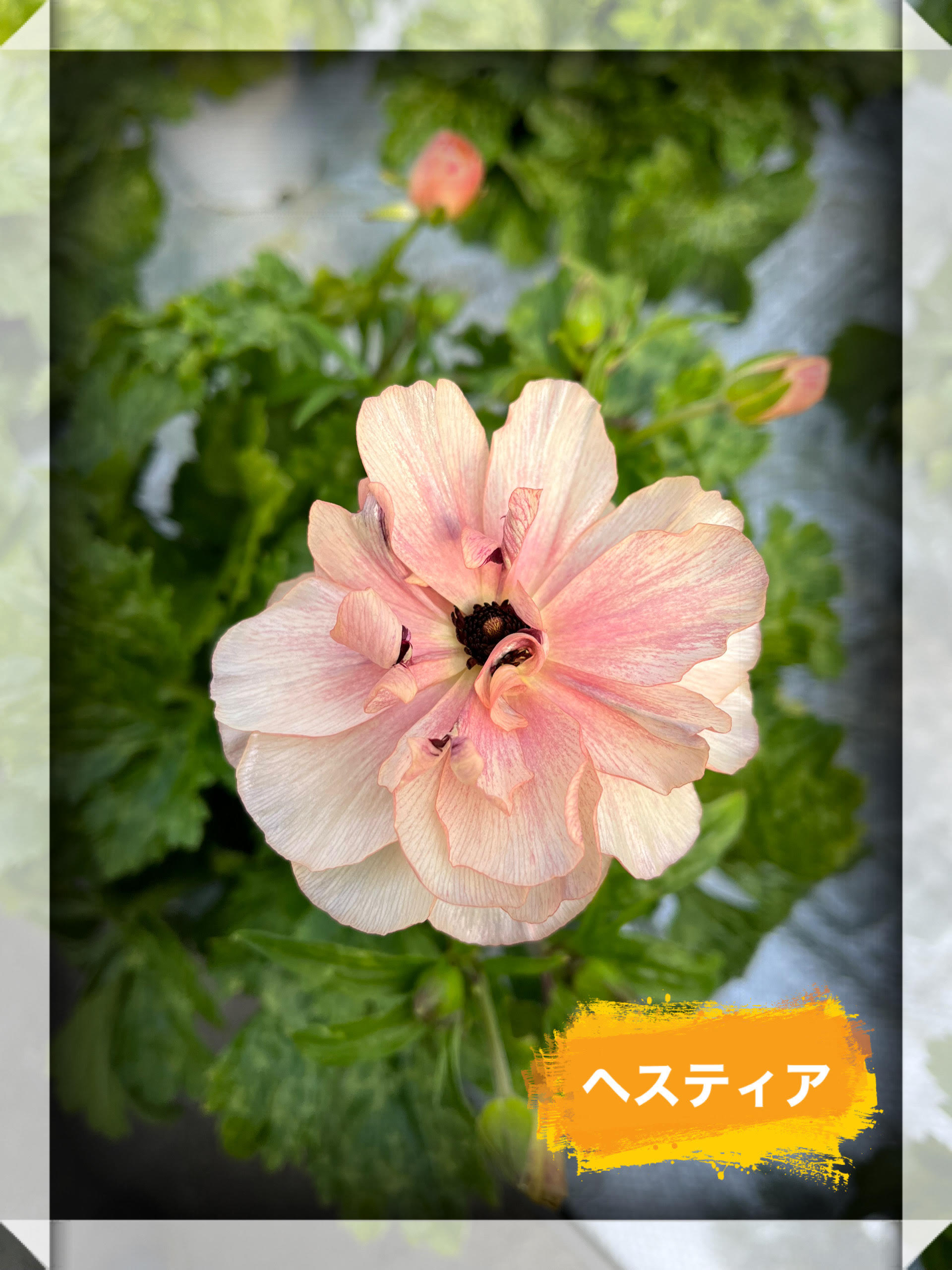 ラナンキュラスラックス　ヘスティア　6号鉢 ラナンキュラス：ラックス ヘスティア6号鉢 の通販 | 園芸ネット